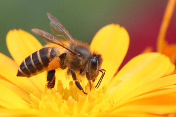 Ý nghĩa giấc mơ thấy con ong