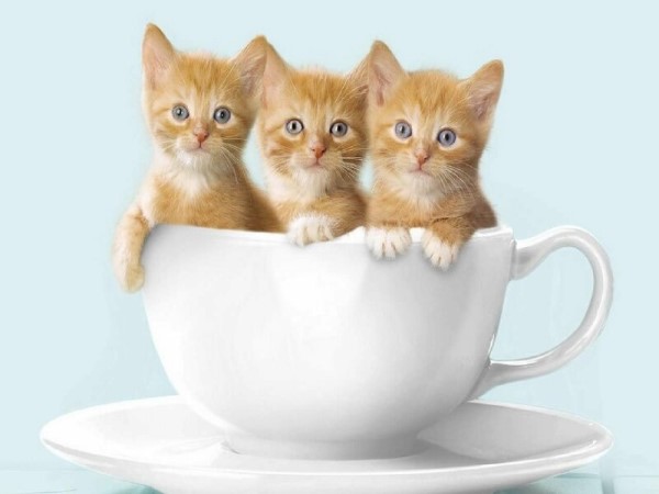 Giấc mơ thấy 3 con mèo đen, vàng điềm báo tương lai là gì