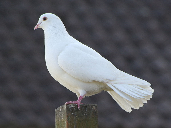 Mơ thấy chim bồ câu vào nhà, chim bồ câu chết có điềm gì