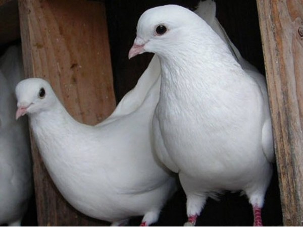 Mơ thấy chim bồ câu vào nhà, chim bồ câu chết có điềm gì