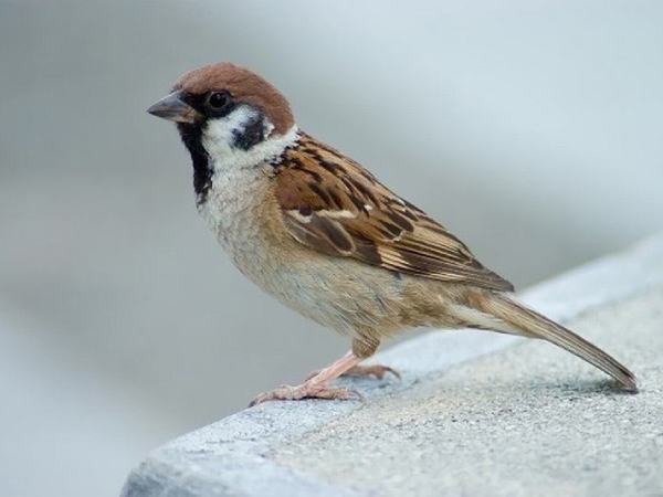 Hé lộ ý nghĩa các giấc mơ thấy chim sẻ và con số thần tài?