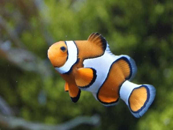 Nằm mơ thấy cá bơi trong nước có ý nghĩa, số nào tài lộc Nằm mơ thấy cá bơi trong nước có ý nghĩa, số nào tài lộc