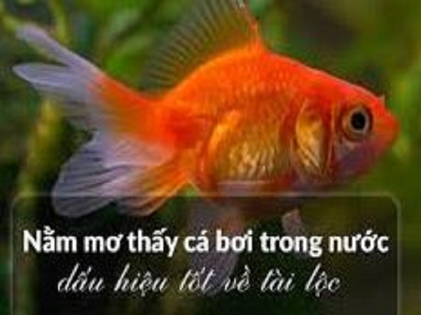 Nằm mơ thấy cá bơi trong nước có ý nghĩa gì
