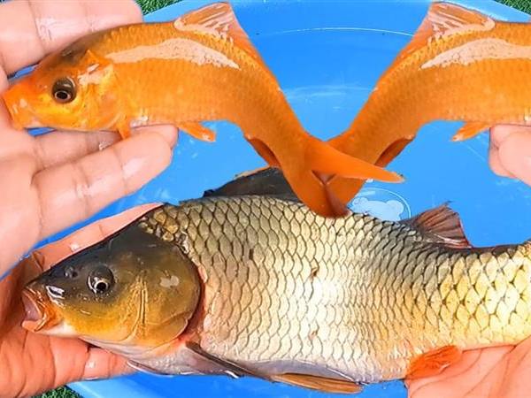 Nằm mơ thấy cá chép vàng