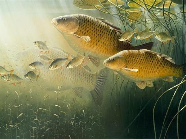 Nằm mơ thấy cá chép là điềm báo gì, chọn số gì phát lộc?