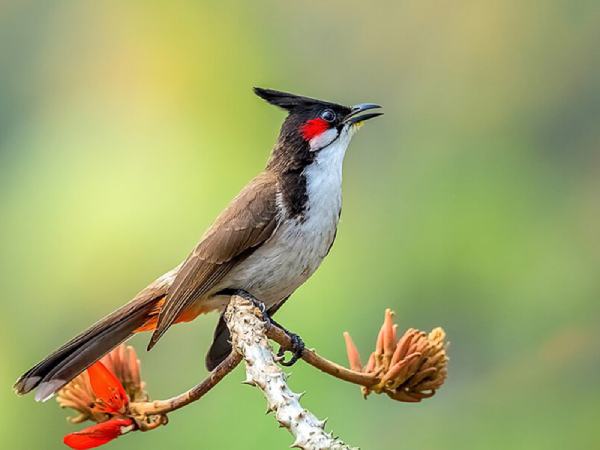 Nằm mơ thấy chim chào mào tốt hay xấu, số gì vượng tài? Nằm mơ thấy chim chào mào tốt hay xấu, số gì vượng tài?