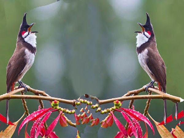 Mẹo hóa giải vận rủi khi mộng thấy chim chào mào