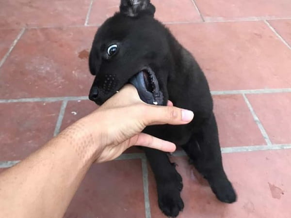 Nằm mơ thấy chó đen cắn mang điềm báo tốt xấu, số gì may