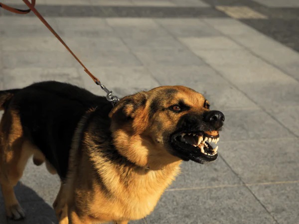 Giải mã nằm mơ thấy chó dữ đánh con gì, số mấy trúng thưởng?