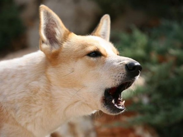 Giải mã nằm mơ thấy chó sủa là điềm gì, số gì may mắn