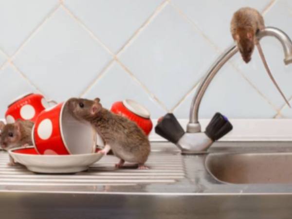 Chiêm bao thấy chuột vào nhà chết