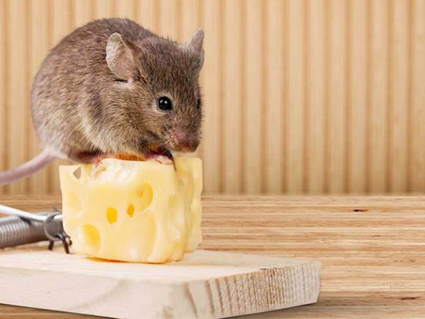 Luận giải nằm mơ thấy chuột vào nhà là điềm gì, số gì hên?