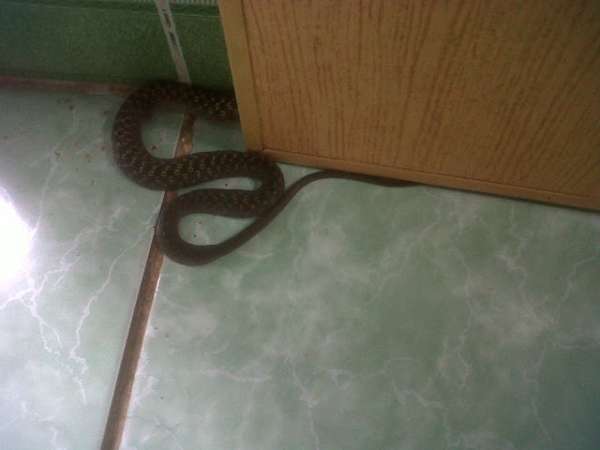 Chiêm bao thấy rắn độc bò vào nhà