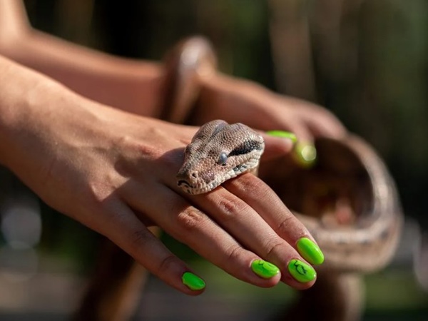 Nằm mơ thấy bị rắn đuổi là điềm gì, số mấy chuẩn xác?