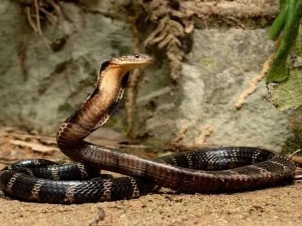 Nằm mơ thấy bị rắn đuổi là điềm gì, số mấy chuẩn xác?