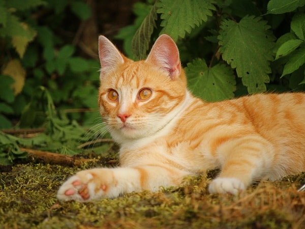 Giải mã nằm mơ thấy mèo vàng là điềm gì, con gì may mắn?