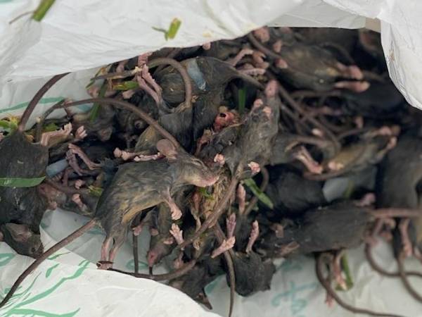 Nằm mơ thấy chuột chết là điềm tốt hay xấu, số gì hên?