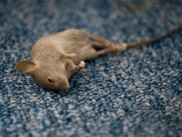 Tìm hiểu ý nghĩa giấc mơ thấy chuột chết là điềm tốt hay xấu?