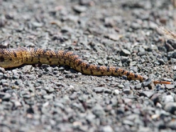 Nằm mơ thấy đuôi rắn có ý nghĩa gì, con số gì lộc phát