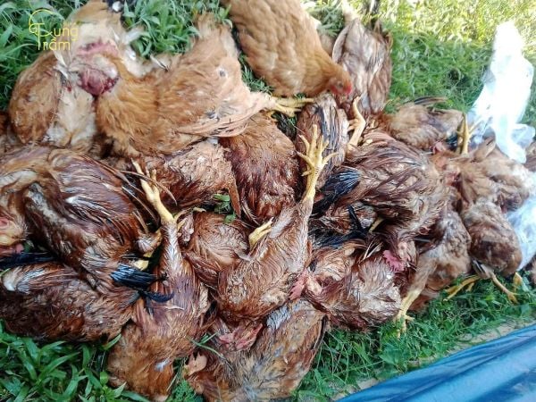 Luận giải nằm mơ thấy gà chết có điềm báo gì chi tiết?