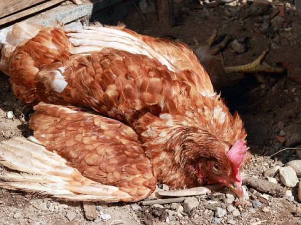 Nằm mơ thấy gà chết sống lại