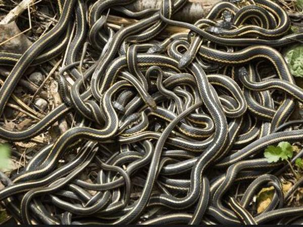 Mơ thấy nhiều rắn là điềm gì, con gì số mấy linh nhất?
