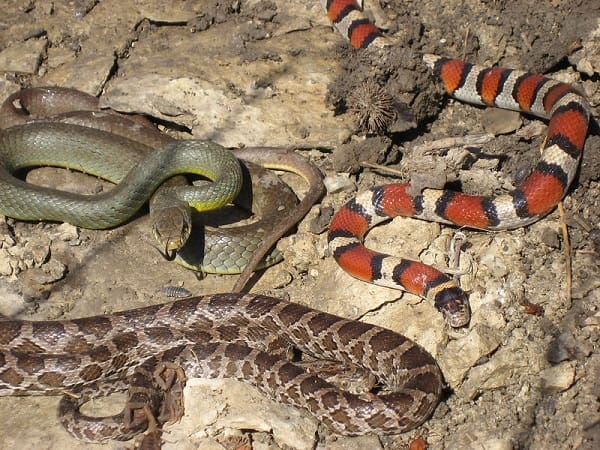 Luận giải nằm mơ thấy 3 con rắn là điềm gì, số gì lộc phát?